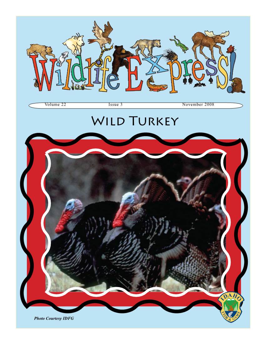 Wild Turkeys That Lived in Mexico