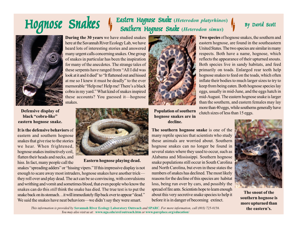 Hognose Snakes