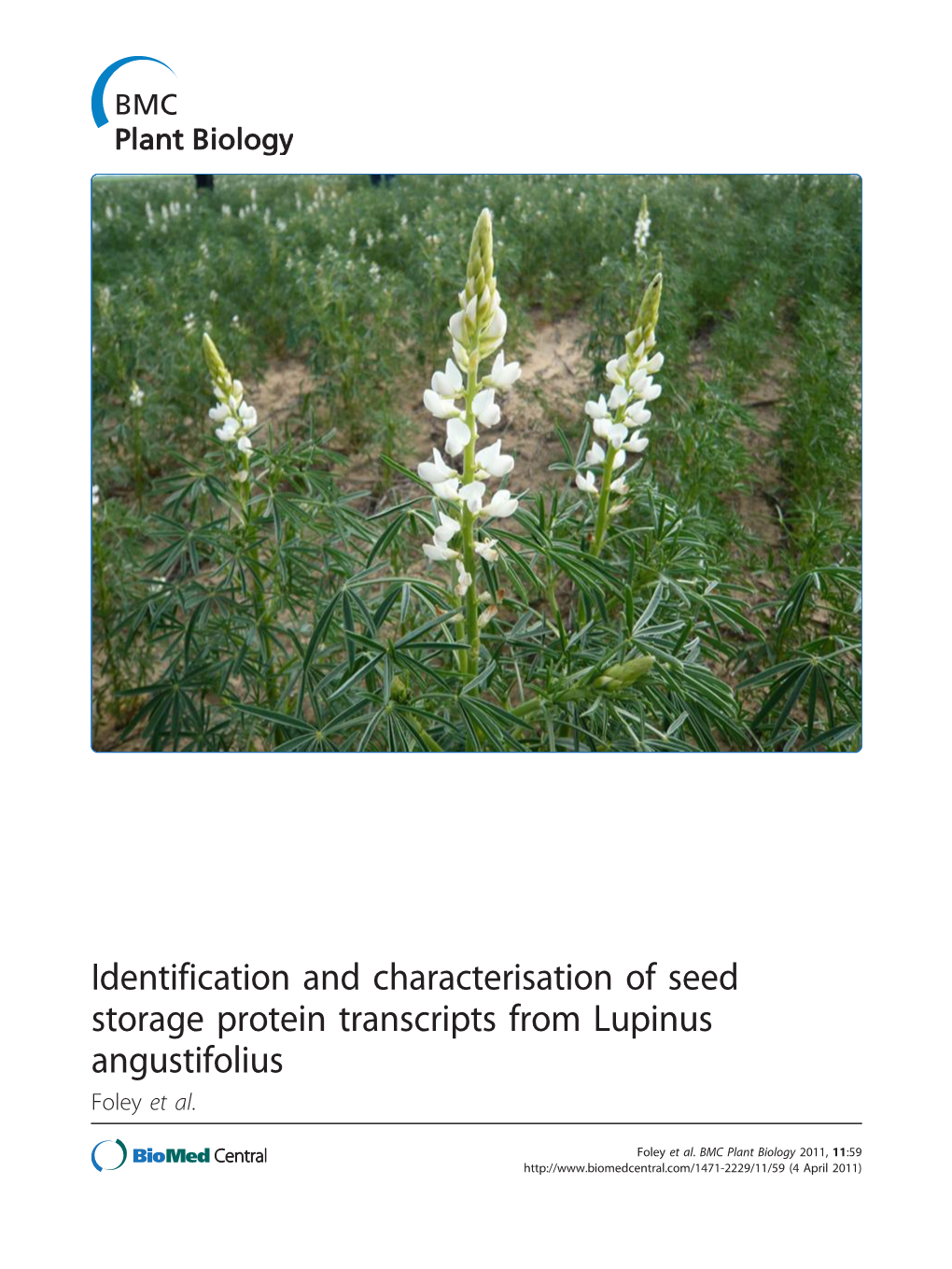 Lupinus Angustifolius Foley Et Al