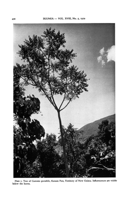 BLUMEA VOL. XVIII, No. 2, 1970 490\I Plate I. Tree of Gastonia