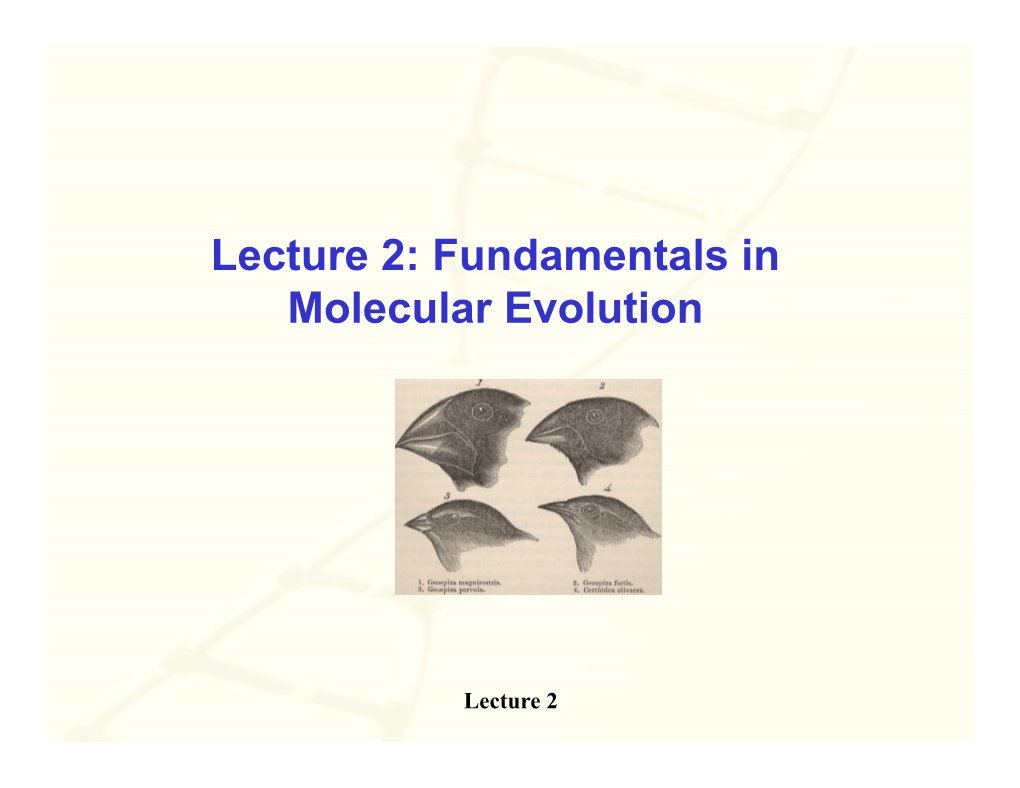 Lecture 2: Fundamentals in Molecular Evolution