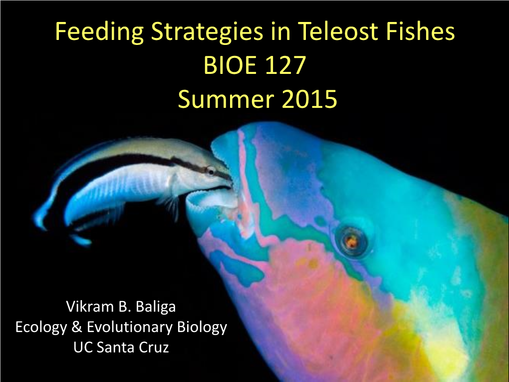 Feeding Strategies in Teleost Fishes BIOE 127 Summer 2015