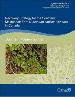 Southern Maidenhair Fern (Adiantum Capillus-Veneris) in Canada