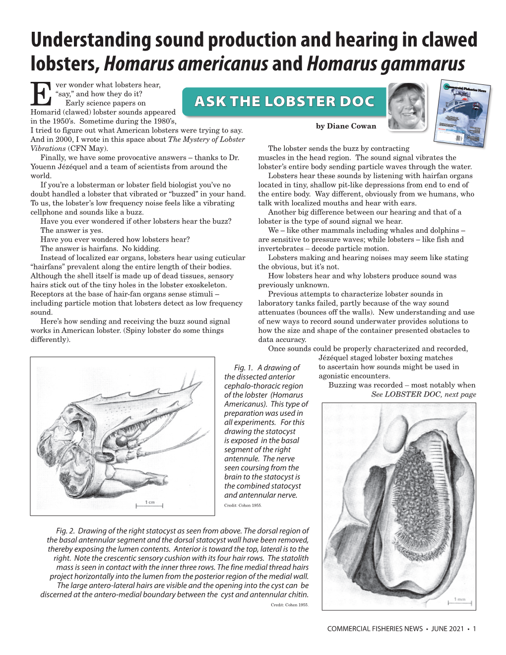 Understanding Sound Production and Hearing in Clawed Lobsters, Homarus Americanus and Homarus Gammarus Ver Wonder What Lobsters Hear