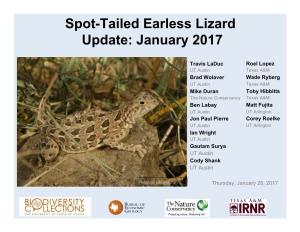 Spot-Tailed Earless Lizard Update: January 2017