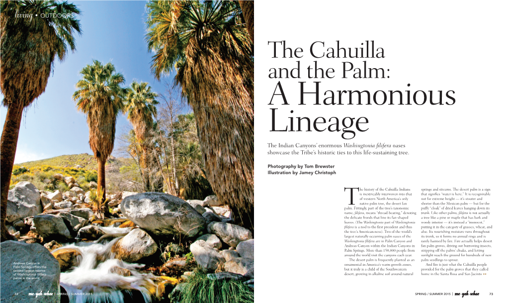 The Cahuilla and the Palm