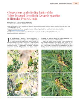 Observations on the Feeding Habits of the Yellow-Breasted Greenfinch Carduelis Spinoides in Himachal Pradesh, India Mohammed E