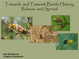 The Tamarisk Leaf Beetle