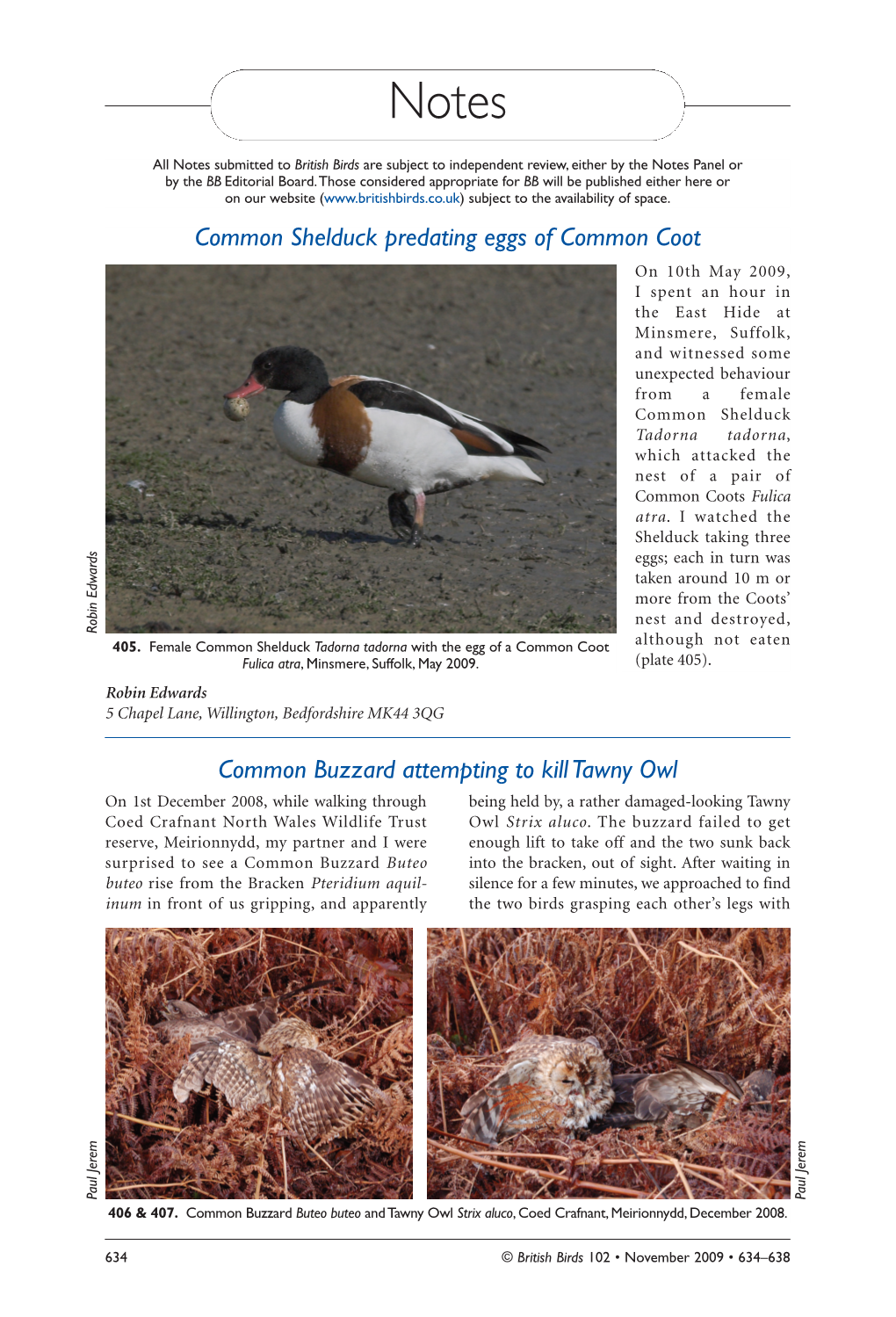 Common Shelduck Predating Eggs of Common Coot Common Buzzard