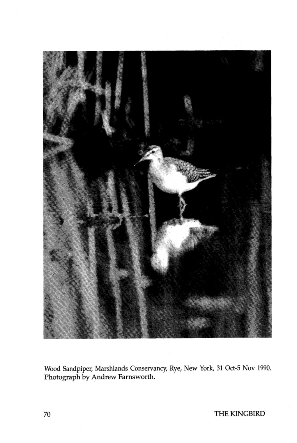 Wood Sandpiper at Marshlands Conservancy