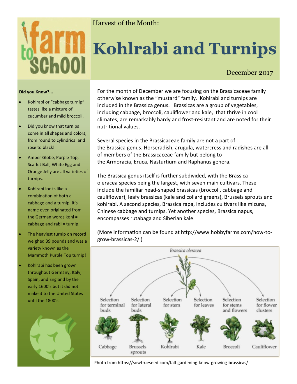 Kohlrabi and Turnips