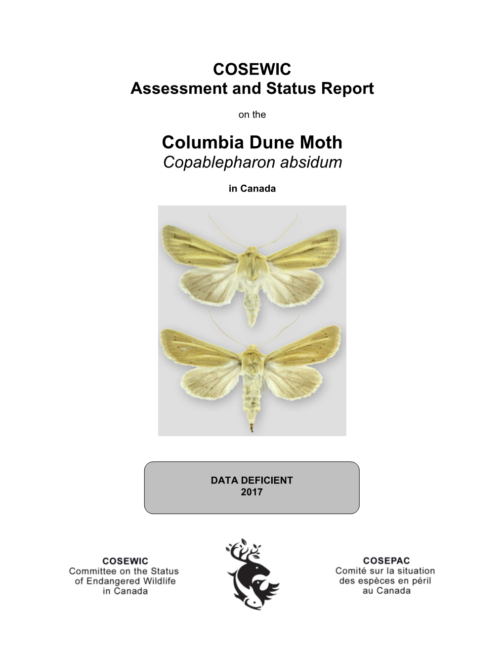 Sr Columbia Dune Moth, Copablepharon Absidum