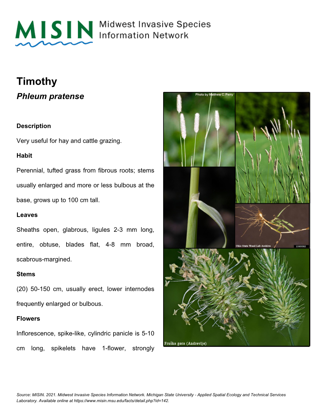 Timothy Phleum Pratense