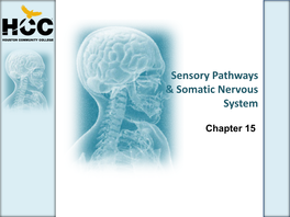 Sensory Pathways & Somatic Nervous System