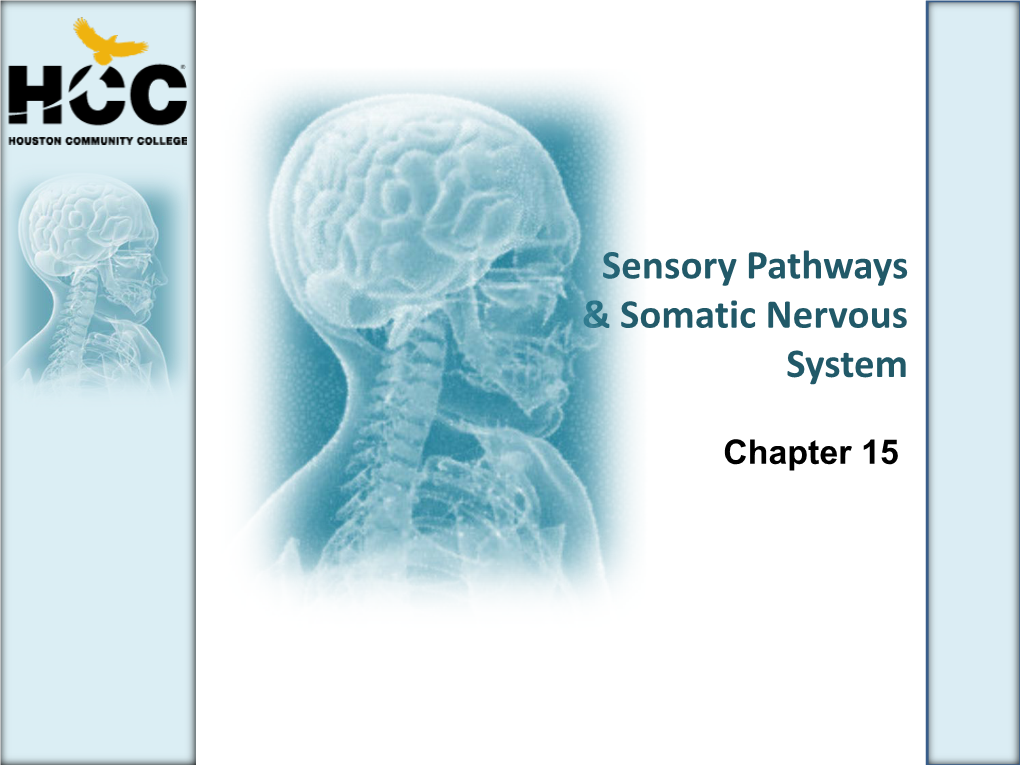 Sensory Pathways & Somatic Nervous System - DocsLib