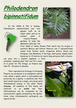 Philodendron Bipinnatifidum