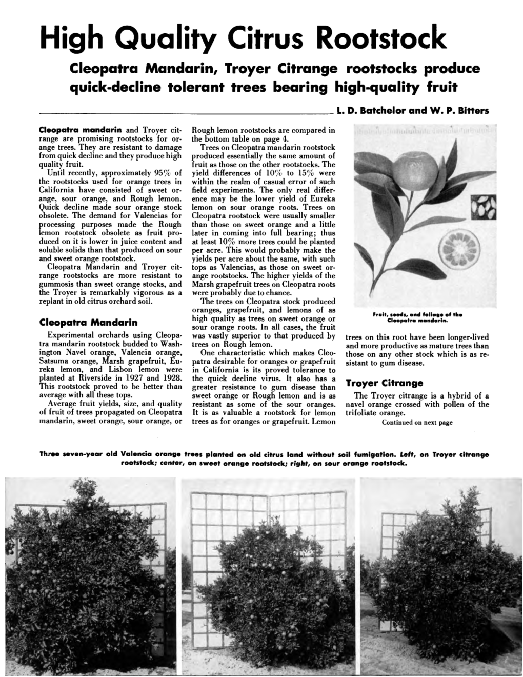 High Quality Citrus Rootstock Cleopatra Mandarin, Troyer Citrange Rootstocks Produce Quick-Decline Tolerant Trees Bearing High-Quality Fruit