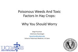 Poisonous Weeds and Toxic Factors in Hay Crops