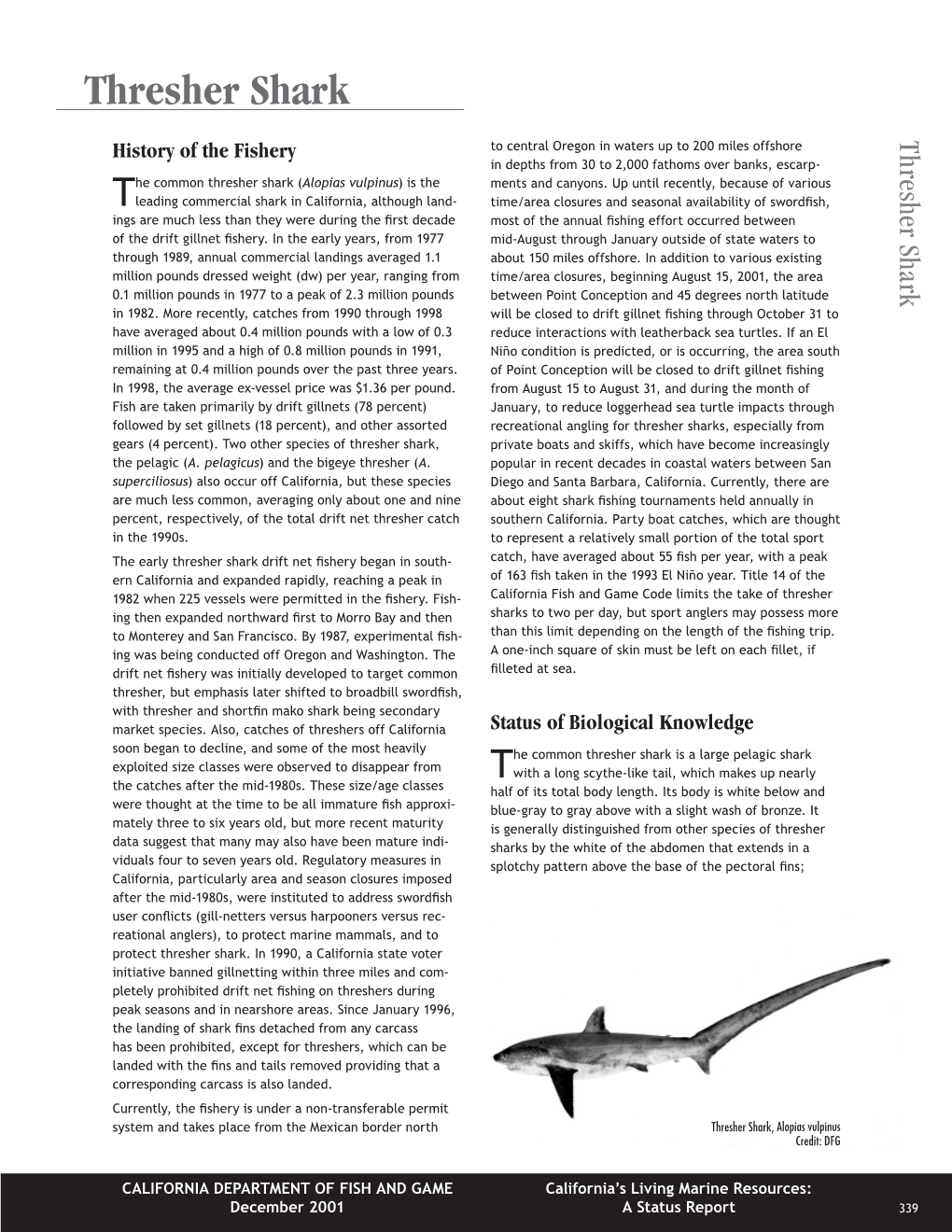 Thresher Shark