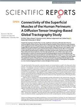 Connectivity of the Superficial Muscles of the Human Perineum: A