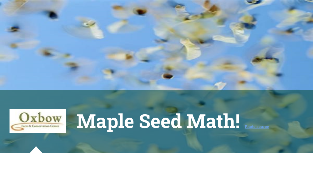 Maple Seed Math! Photo Source the Plant Life Cycle