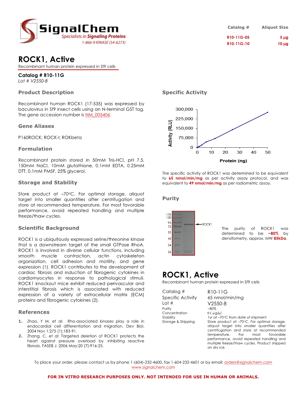 ROCK1, Active Recombinant Human Protein Expressed in Sf9 Cells