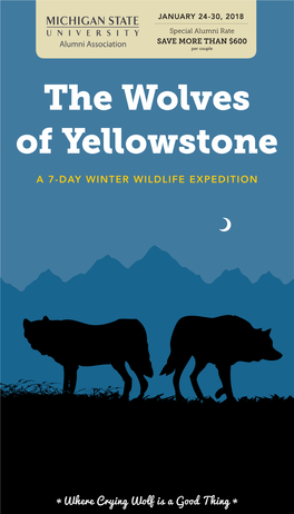 The Wolves of Yellowstone