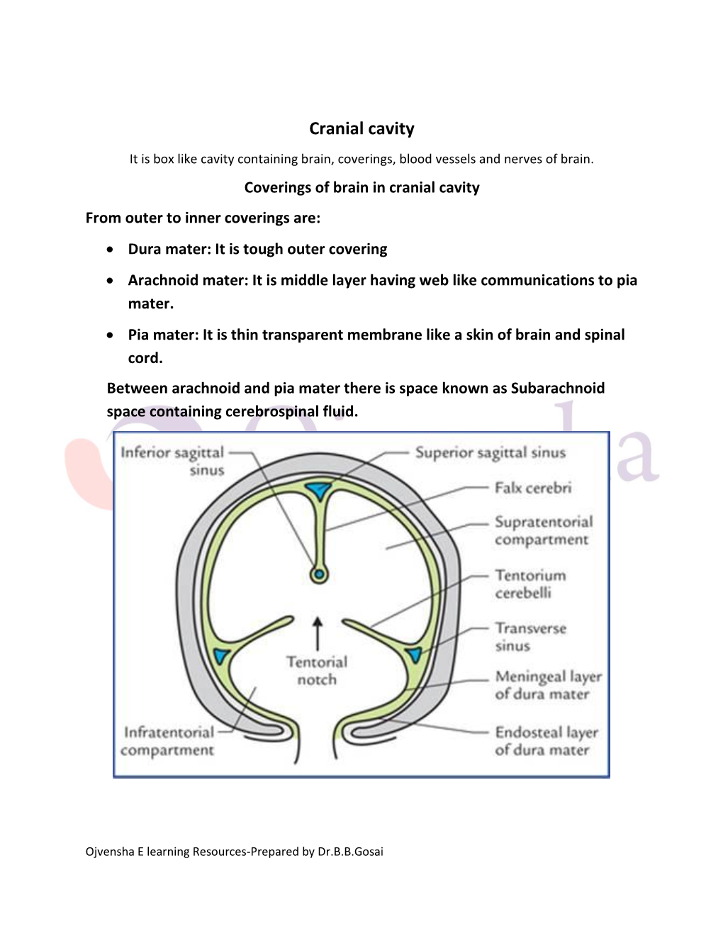 Cranial Cavity It Is Box Like Cavity Containing Brain, Coverings, Blood Vessels and Nerves of Brain