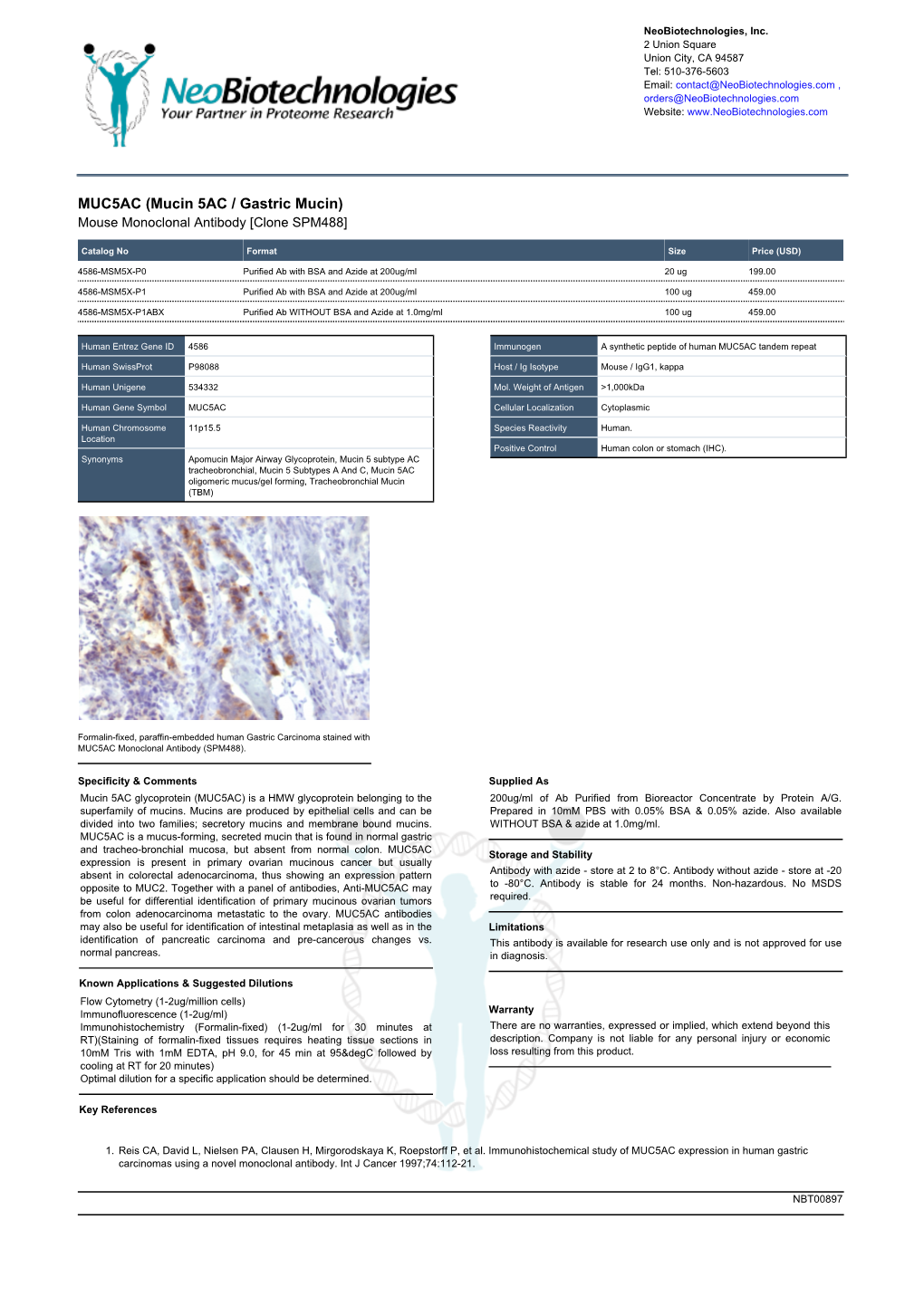 MUC5AC (Mucin 5AC / Gastric Mucin) Mouse Monoclonal Antibody [Clone SPM488]