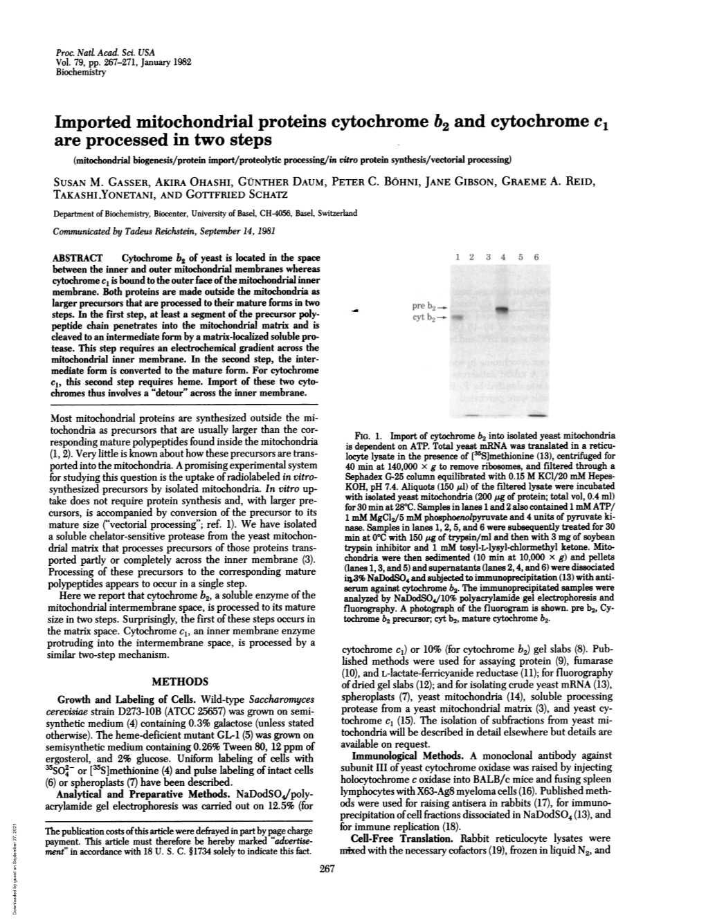 Imported Mitochondrial Proteins Cytochrome B2 And