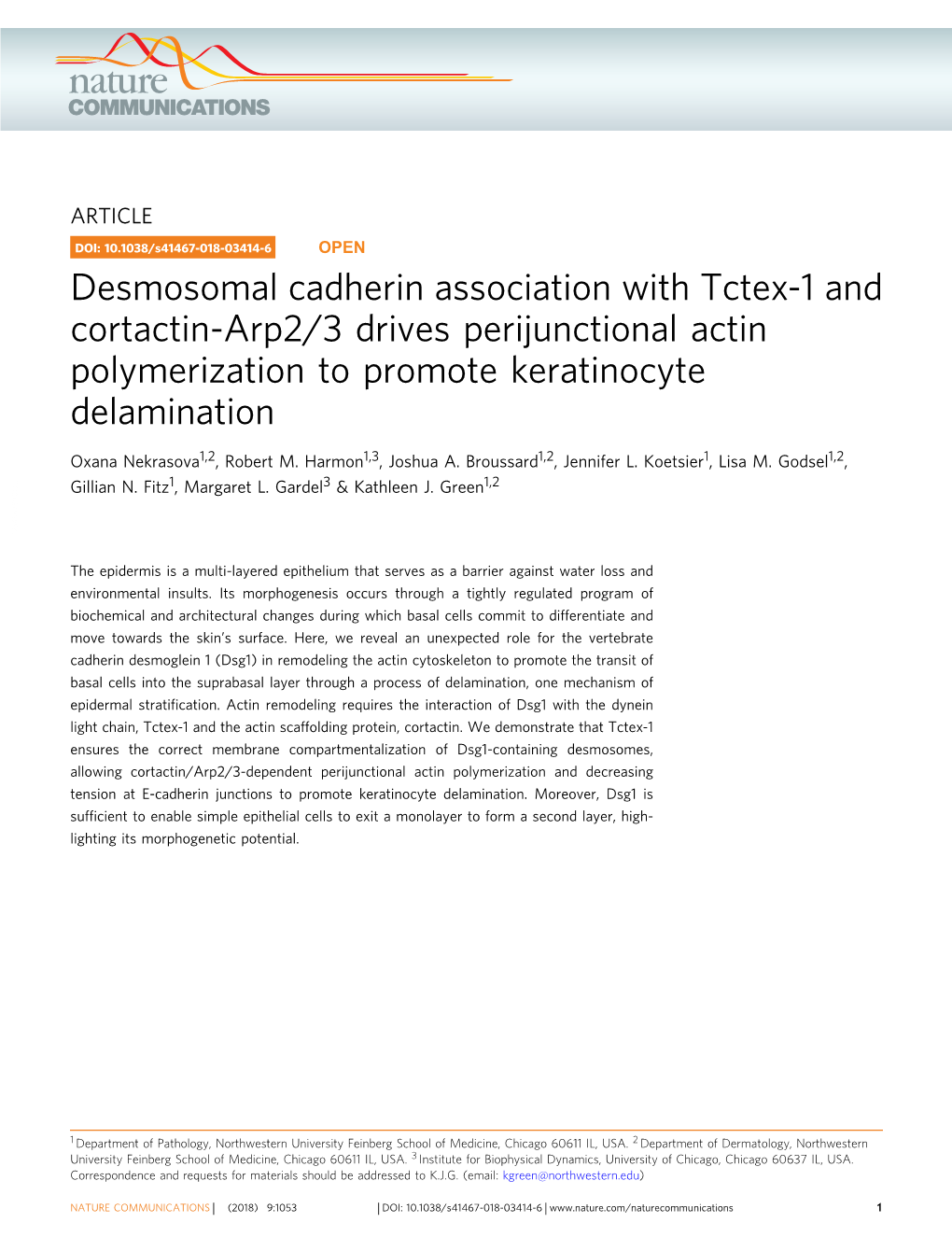 Desmosomal Cadherin Association with Tctex-1 and Cortactin-Arp2/3 Drives Perijunctional Actin Polymerization to Promote Keratinocyte Delamination
