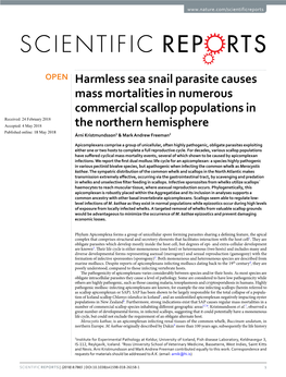 Harmless Sea Snail Parasite Causes Mass Mortalities in Numerous
