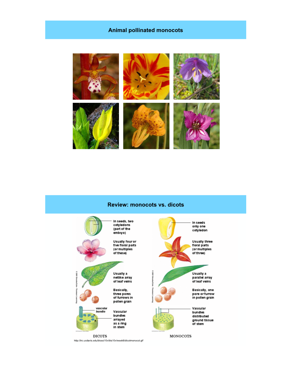 Animal Pollinated Monocots Review