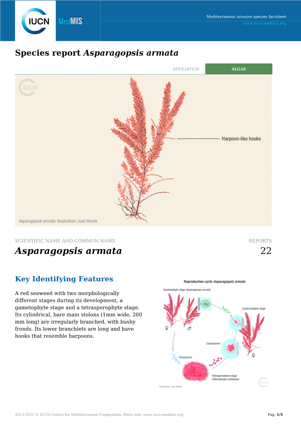 Asparagopsis Armata