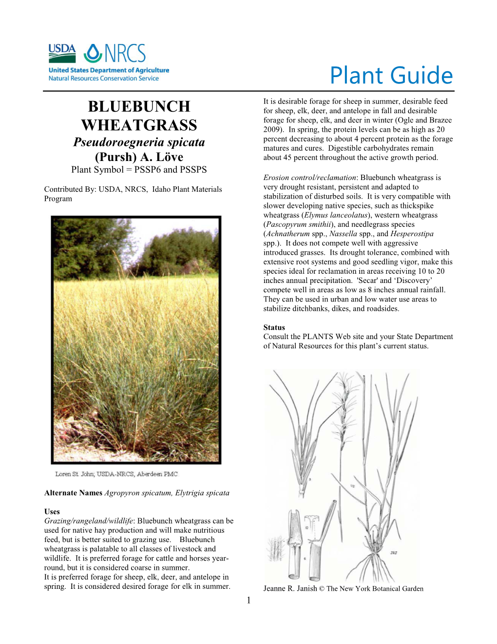 Bluebunch Wheatgrass (Pseudoroegneria Spicata) Plant