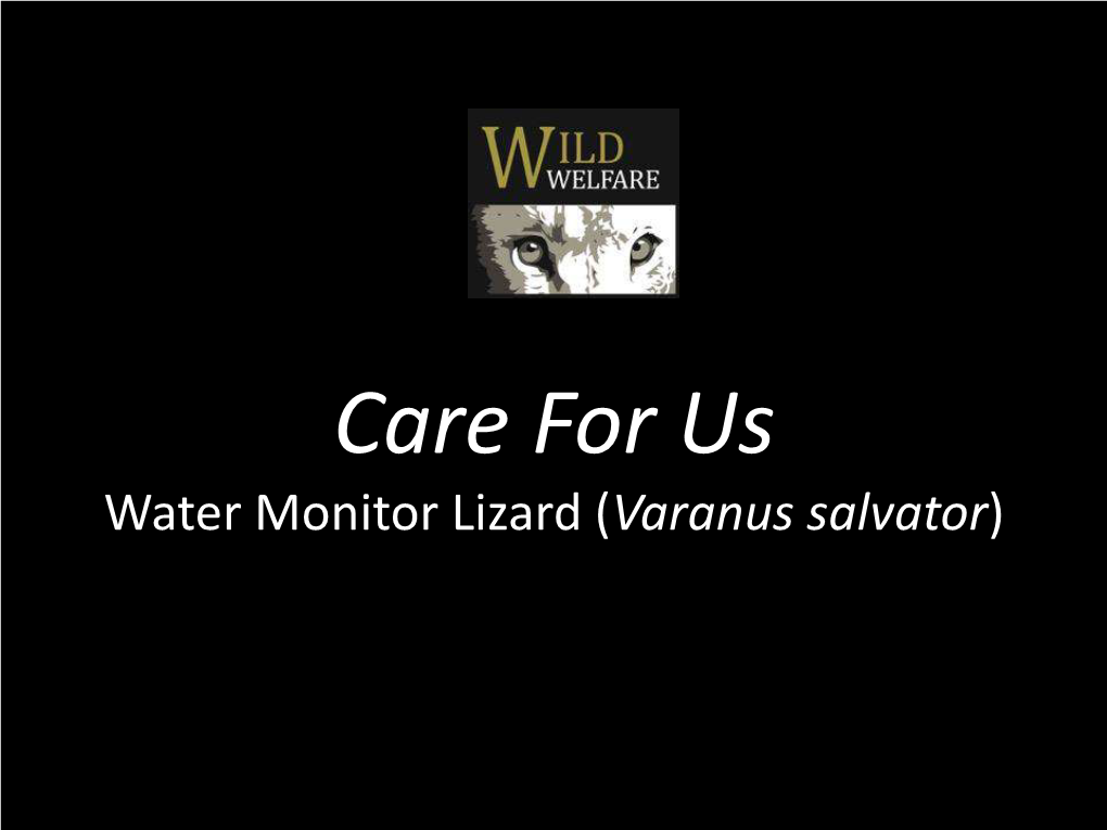 Water Monitor Lizard (Varanus Salvator) Animal Welfare