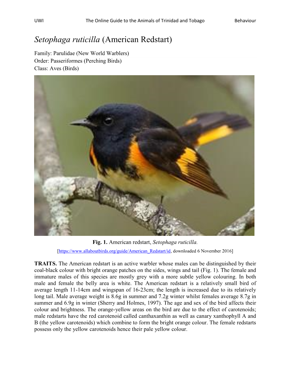 American Redstart)