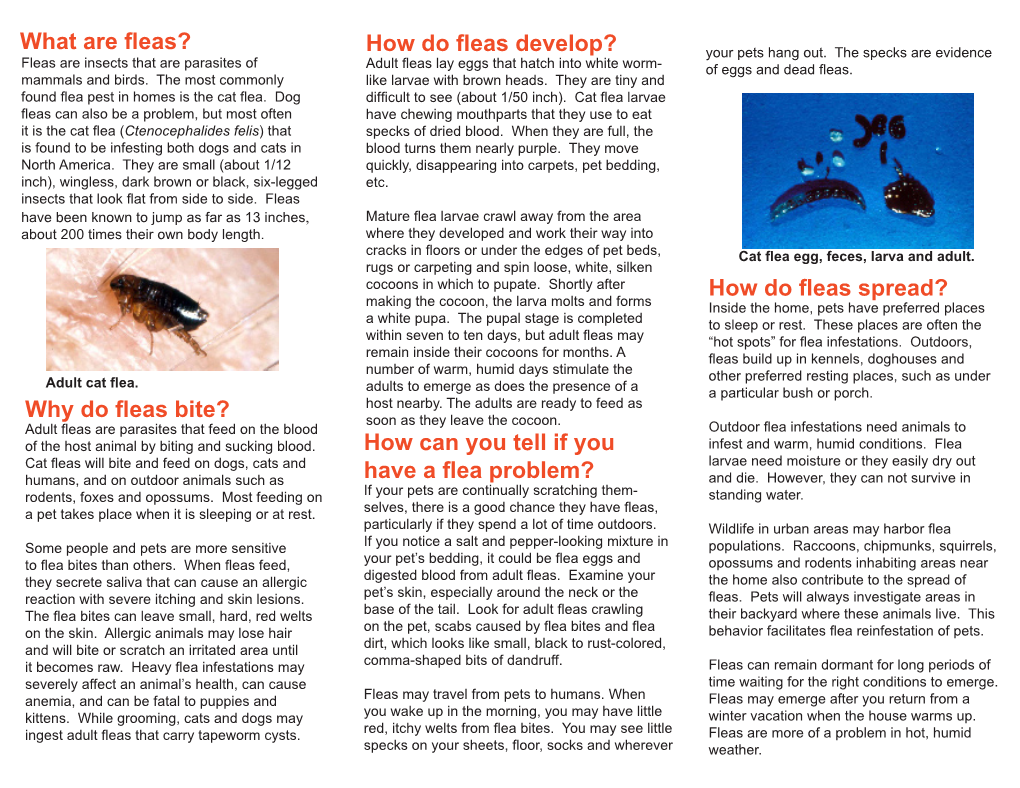 How Do Fleas Spread? Making the Cocoon, the Larva Molts and Forms Inside the Home, Pets Have Preferred Places a White Pupa