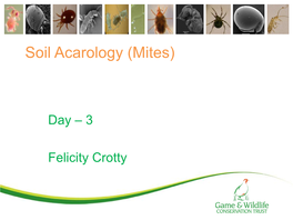 Soil Acarology (Mites)