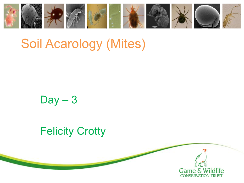 Soil Acarology (Mites)