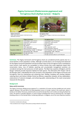 (Phalacrocorax Pygmaeus) and Ferruginous Duck (Aythya Nyroca) – Bulgaria