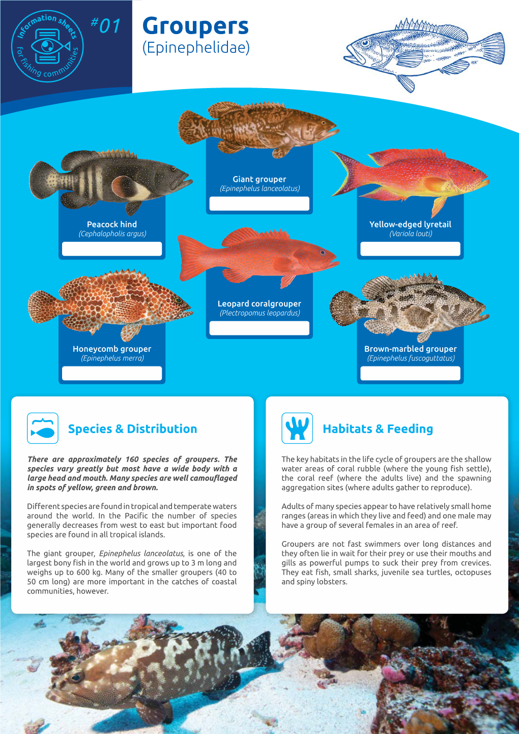 Information Sheet 01: Groupers (Epinephelidae)