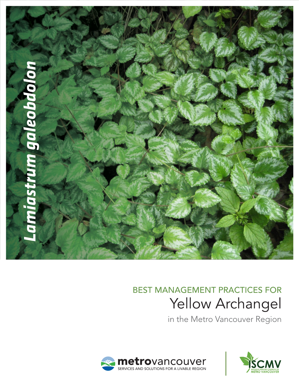 Lamiastrum Galeobdolon BEST MANAGEMENTPRACTICES for in Themetro Vancouver Region Yellow Archangel Disclaimer