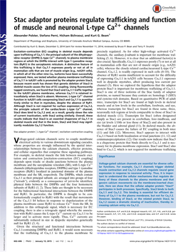 Stac Adaptor Proteins Regulate Trafficking and Function of Muscle