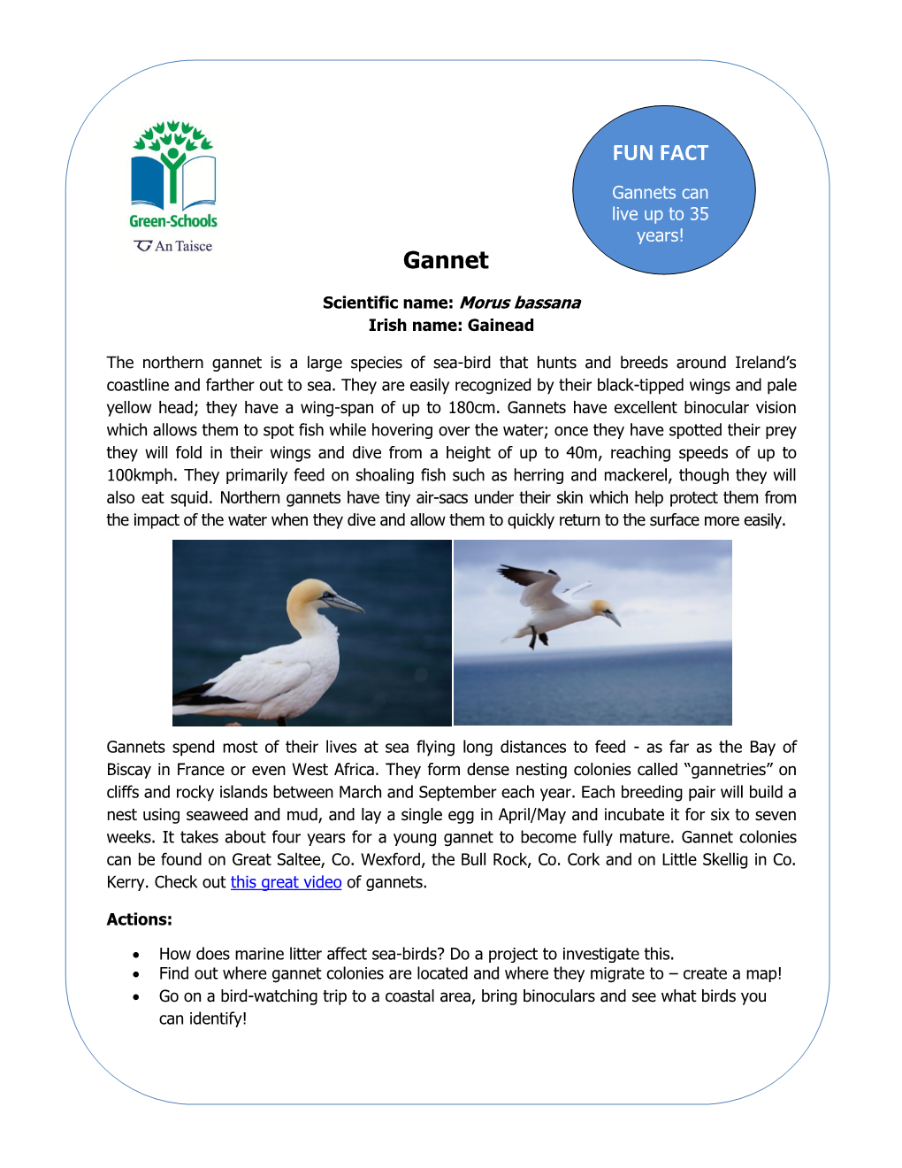 Gannets Can Live up to 35 Years! Gannet