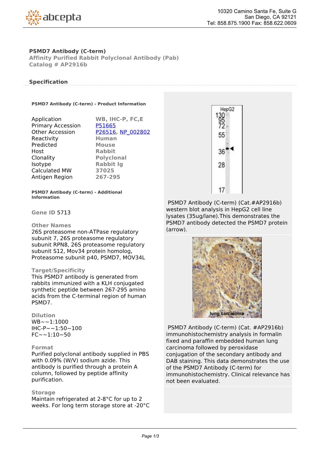 PSMD7 Antibody (C-Term) Affinity Purified Rabbit Polyclonal Antibody (Pab) Catalog # Ap2916b