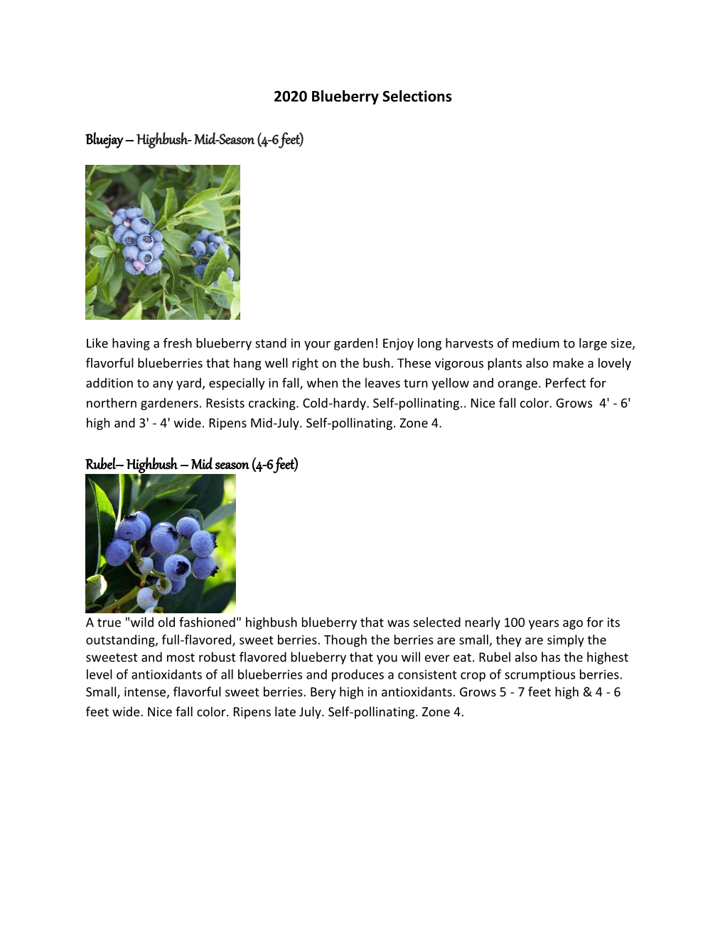 2020 Blueberry Selections Bluejay – Highbush- Mid-Season (4-6 Feet