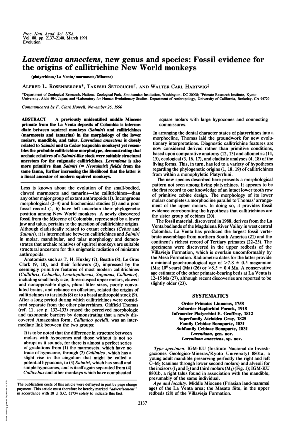 Laventiana Annectens, New Genus and Species: Fossil Evidence for the Origins of Callitrichine New World Monkeys (Platyrrhines/La Venta/Marmosets/Miocene) ALFRED L