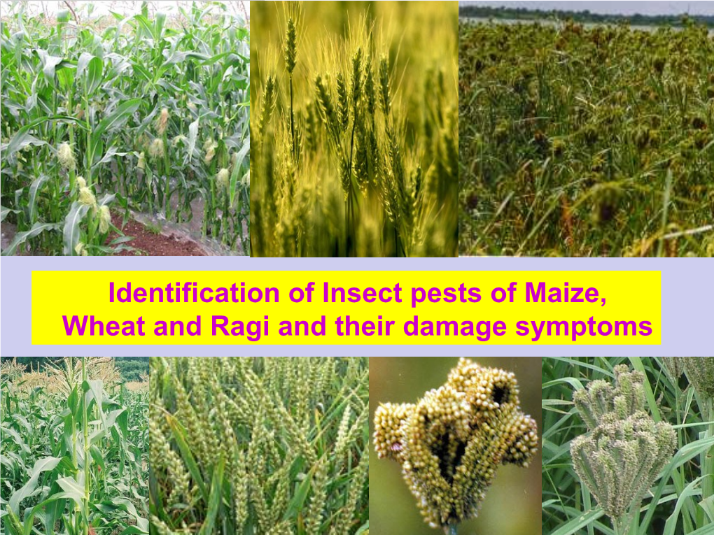 Identification of Insect Pests of Maize, Wheat and Ragi and Their