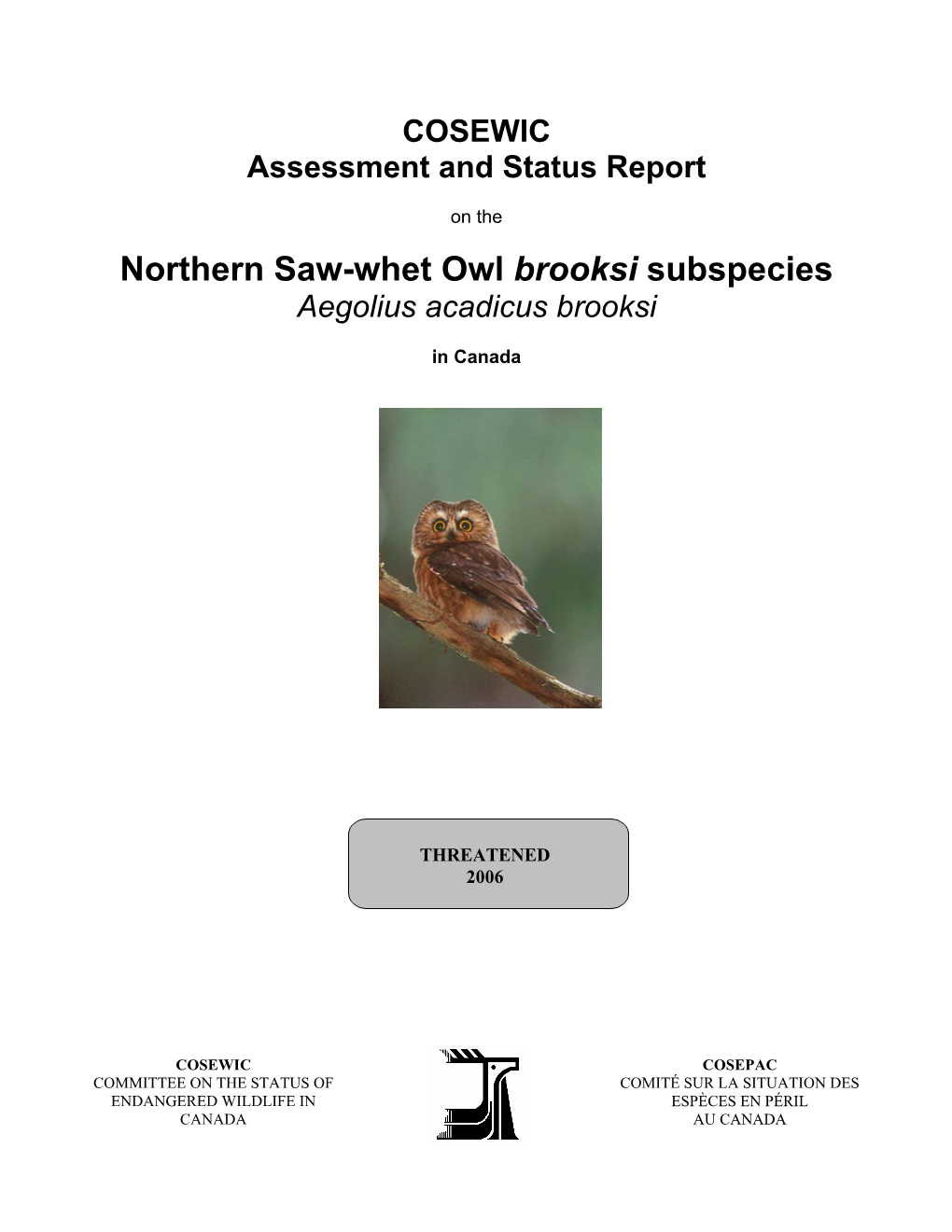 Northern Saw-Whet Owl (Aegolius Acadicus Brooksi)